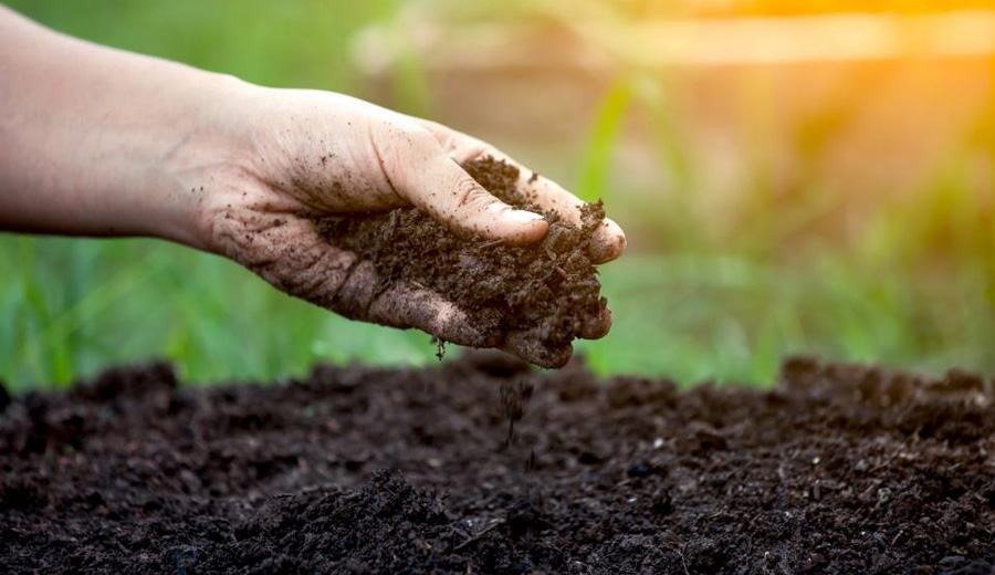 Bio fertilizer