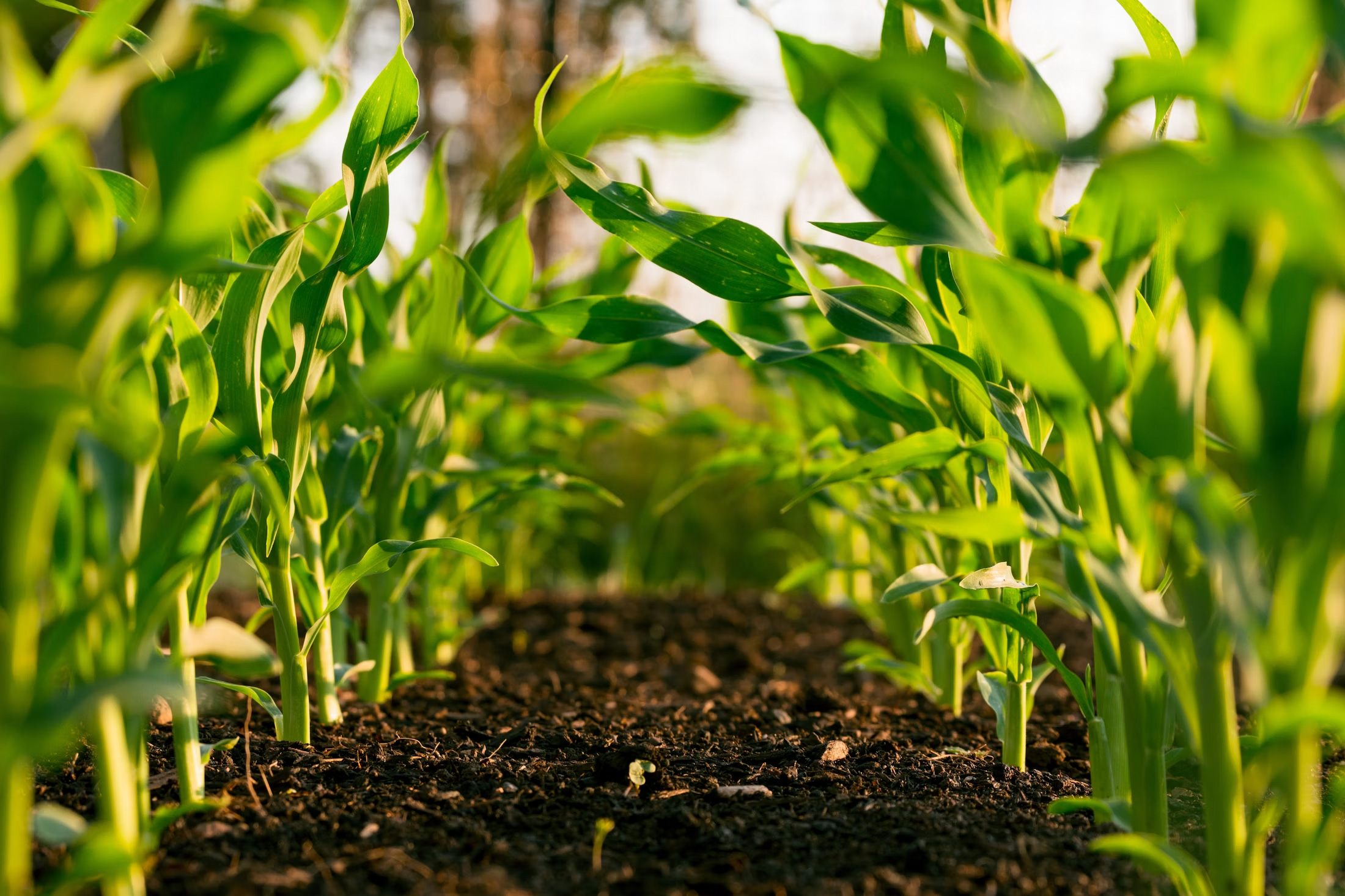 Modern agriculture